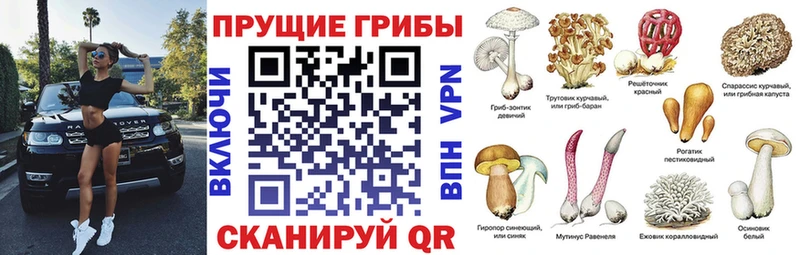Галлюциногенные грибы мухоморы  кракен как войти  Димитровград 